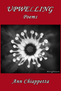 Delicate white flowers featured against black background bordered in red above and below the photo.