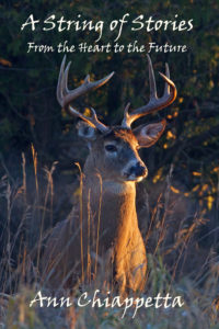 Profile of majestic  whitetail deer stag standing in a forest.
